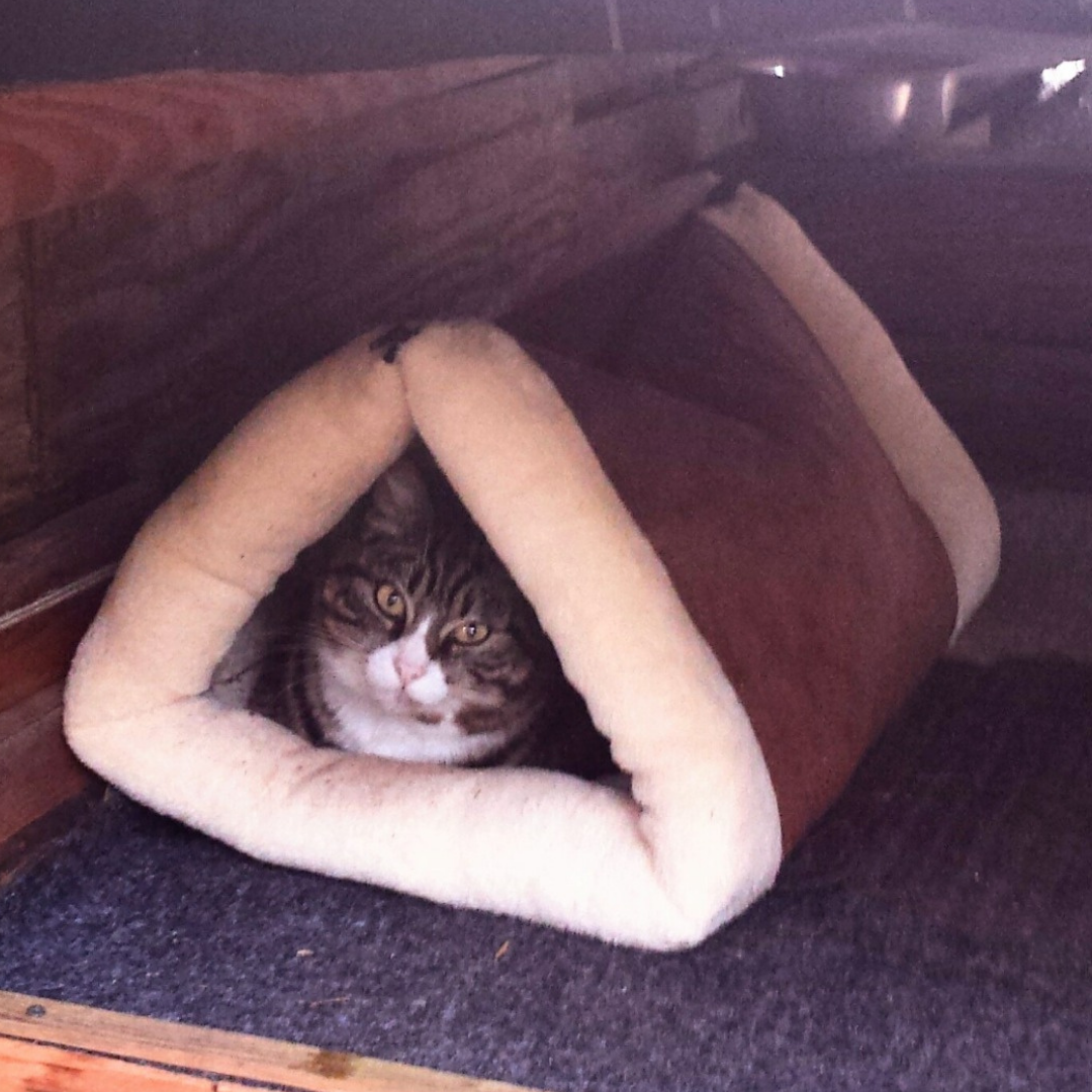 Cama 2 en 1 para gato