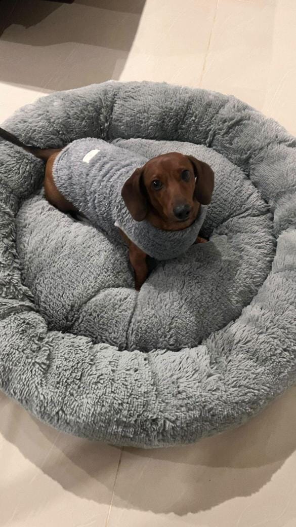 Camita  Antiestres, Suave, Lavable y Ortopedica