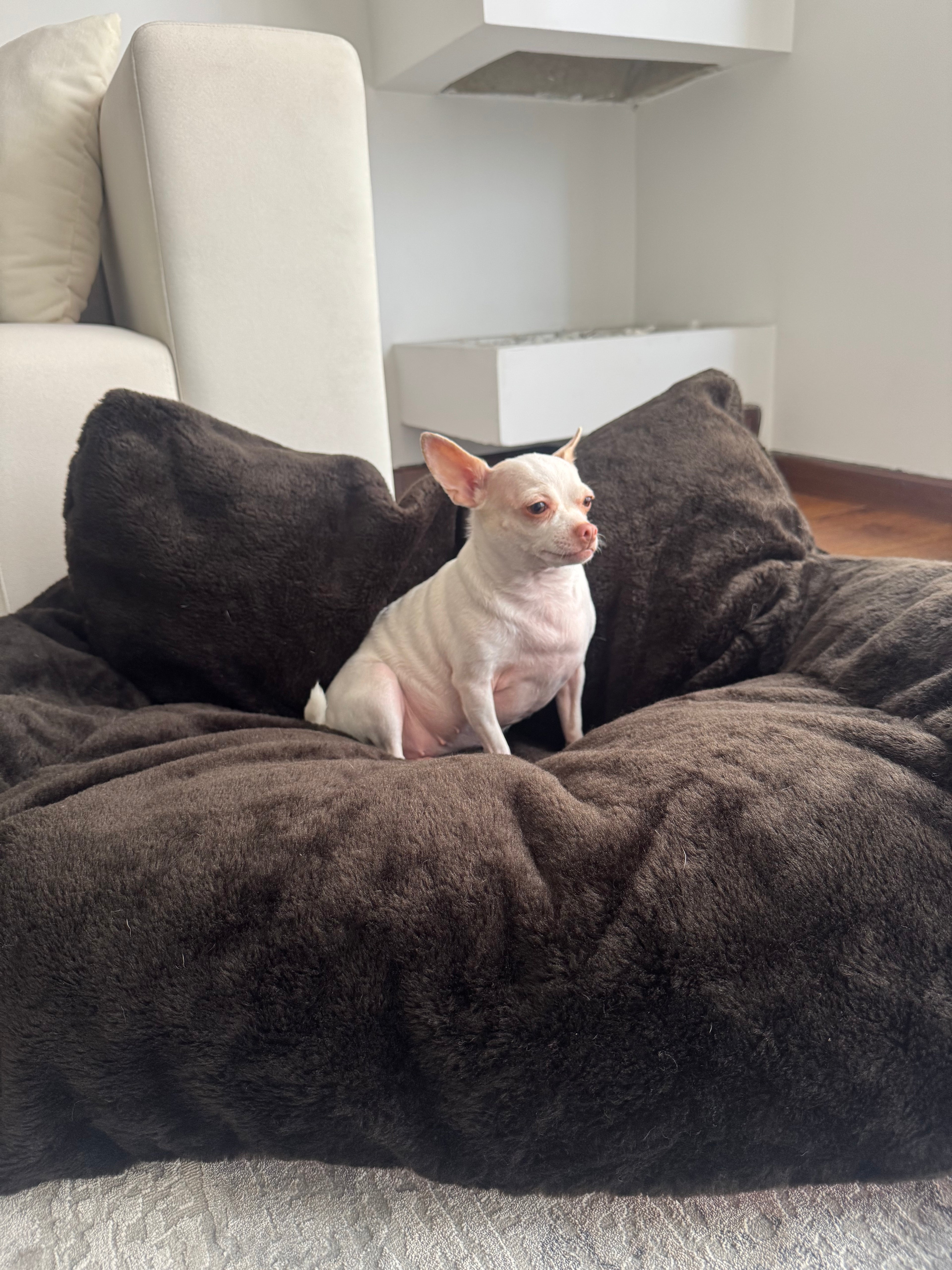 Sofa Cama Antiansiedad Para Perros y Gatos - Calma y Amor