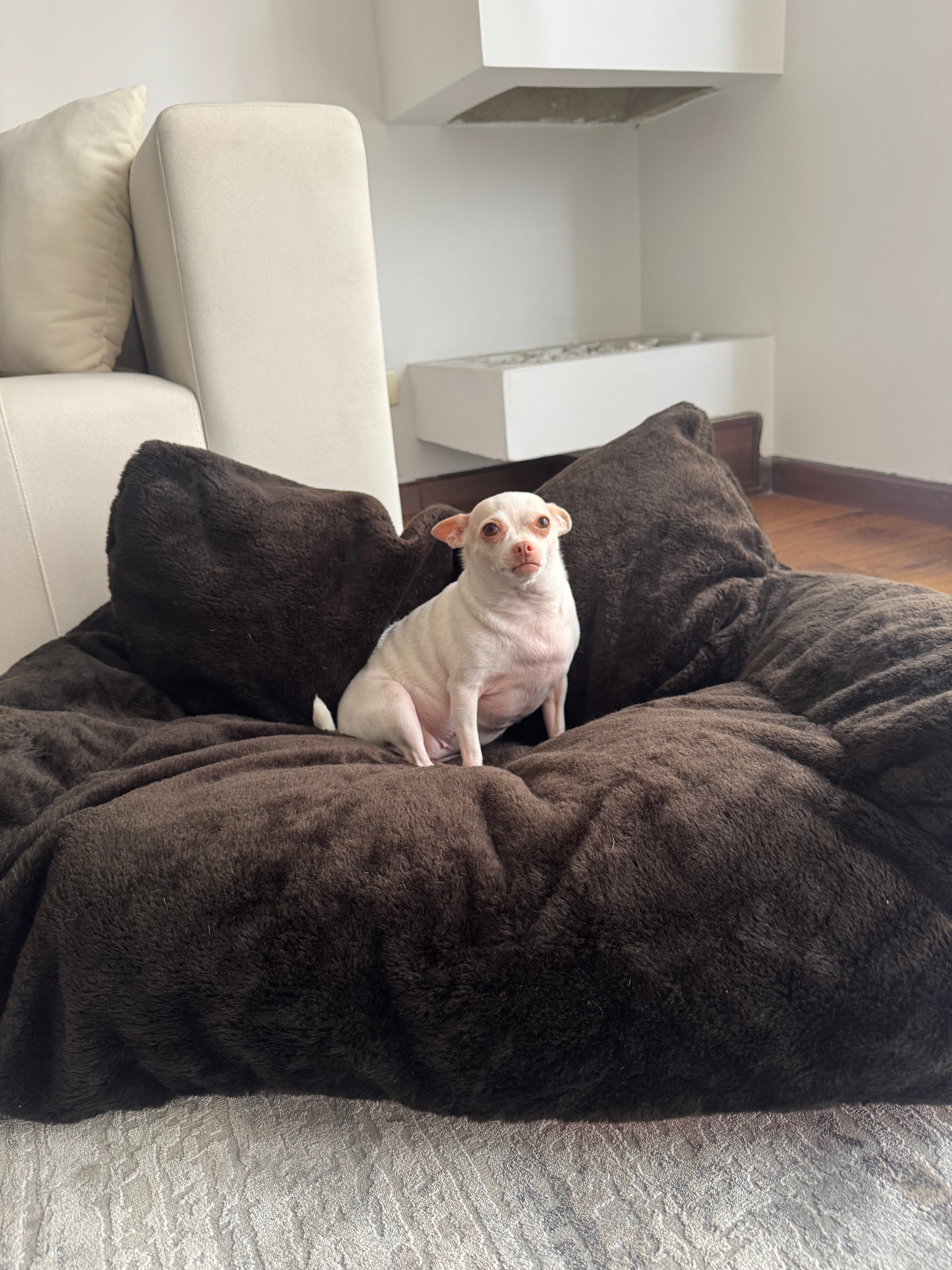 Sofa Cama Antiansiedad Para Perros y Gatos - Calma y Amor