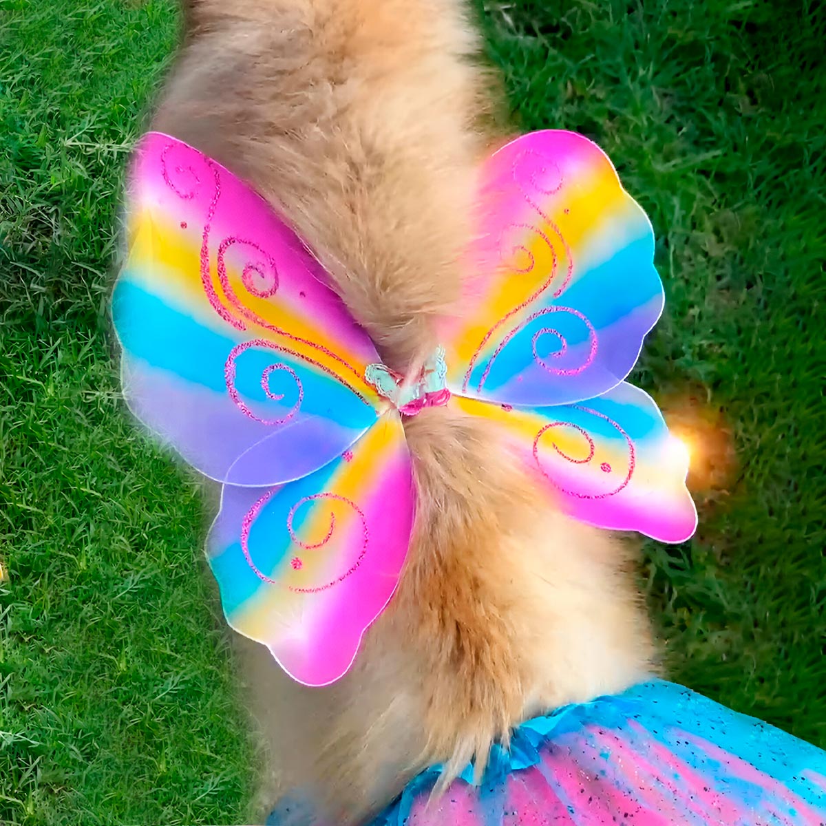 Disfraz Mariposa