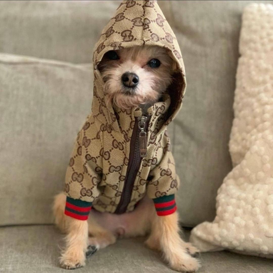 Chaqueta Gucci