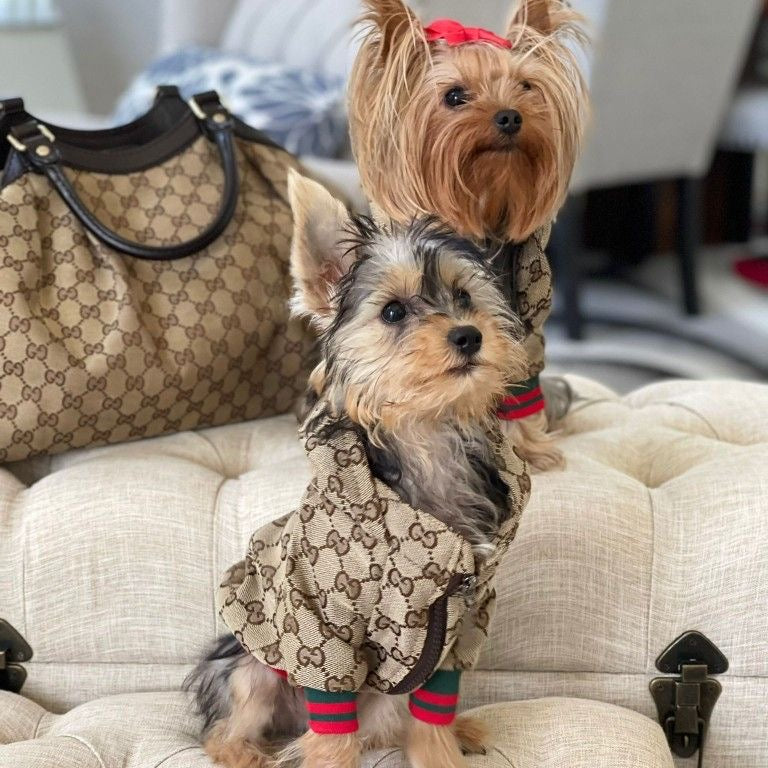 Chaqueta Gucci